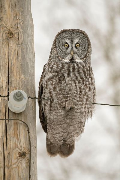 Minnesota-Sax-Zim Bog Great gray owl on power line